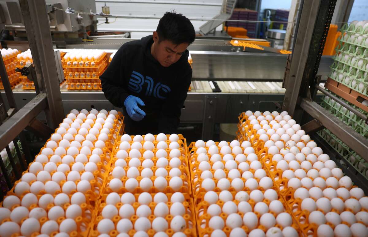 A worker puts stacks of eggs onto a conveyor belt at Sunrise Farms in Petaluma, California, on February 18, 2025. As egg prices continue to skyrocket due to the avian flu outbreak, egg farmers are having to invest millions of dollars in biosecurity efforts to keep their flocks safe.