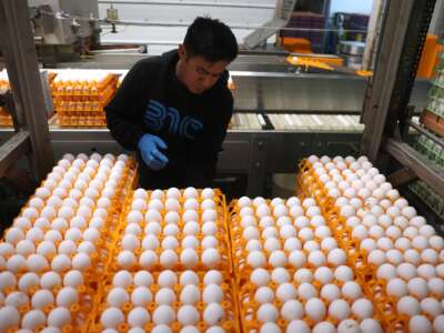 A worker puts stacks of eggs onto a conveyor belt at Sunrise Farms in Petaluma, California, on February 18, 2025. As egg prices continue to skyrocket due to the avian flu outbreak, egg farmers are having to invest millions of dollars in biosecurity efforts to keep their flocks safe.