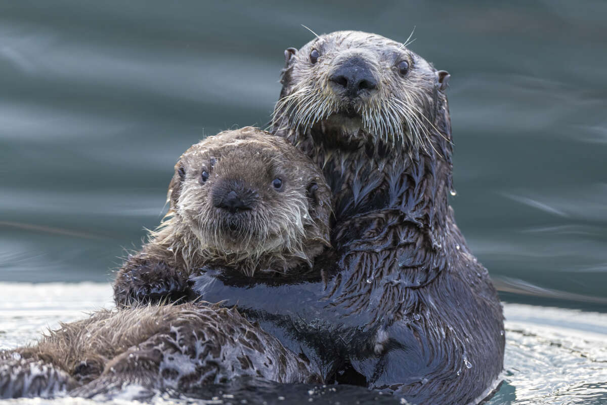 Two sea otters seen in Homer, Arkansas, on July 25, 2025.
