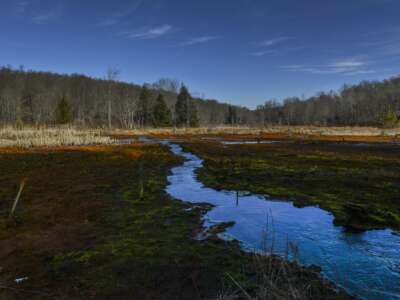 Wetlands contaminated with acid mine drainage at the Kempton abandoned mine complex in Kempton, Maryland, on December 19, 2017.