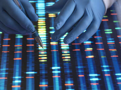 Scientist examining a DNA profile on a screen.
