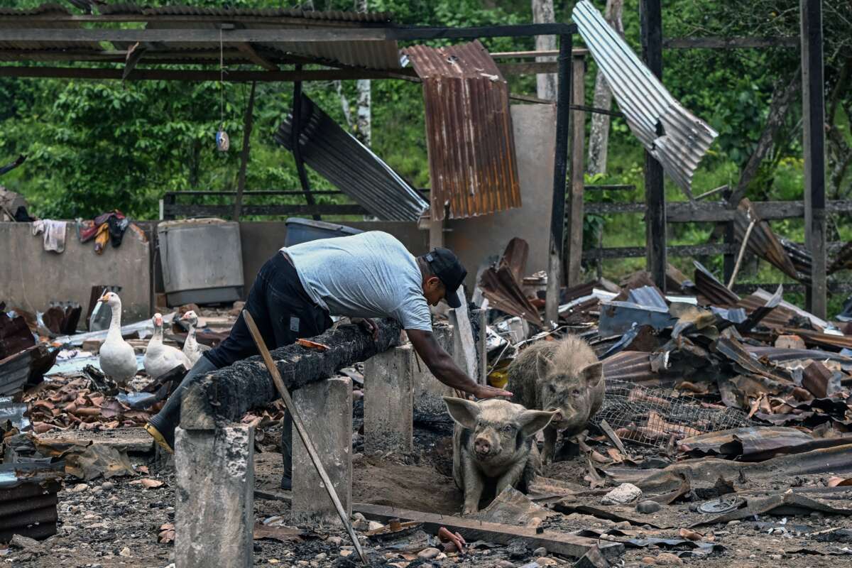 A farmer pets a pig standing amidst the rubble after a bomb was dropped by the Ecuadorian army in the Lago Agrio region of Sucumbios Province in Ecuador, on the border with Colombia, on March 18, 2026.
