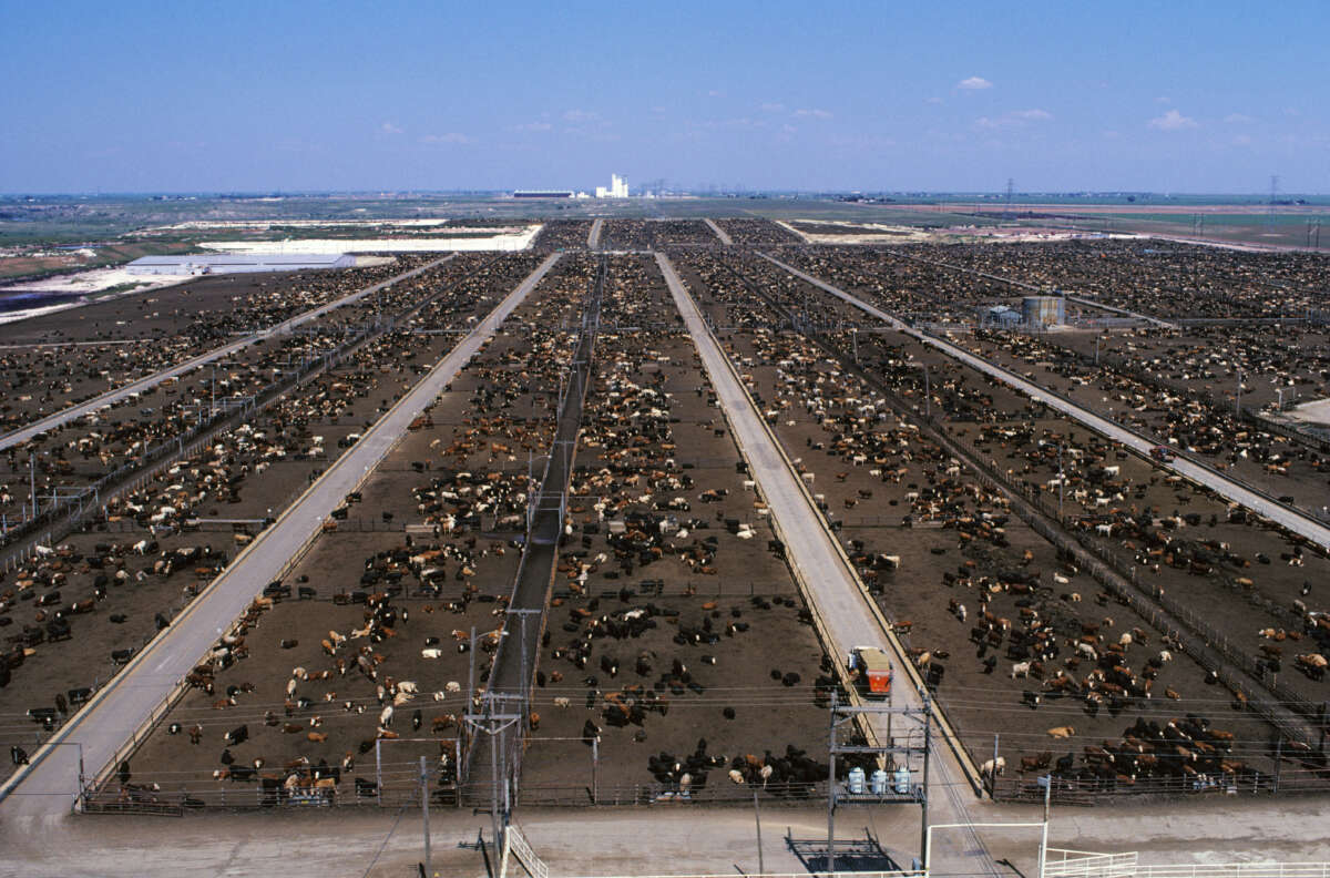 An aerial view of a large beef feedlot is seen near Lubbock, Texas, on October 20, 2023.