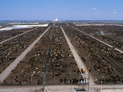 An aerial view of a large beef feedlot is seen near Lubbock, Texas, on October 20, 2023.