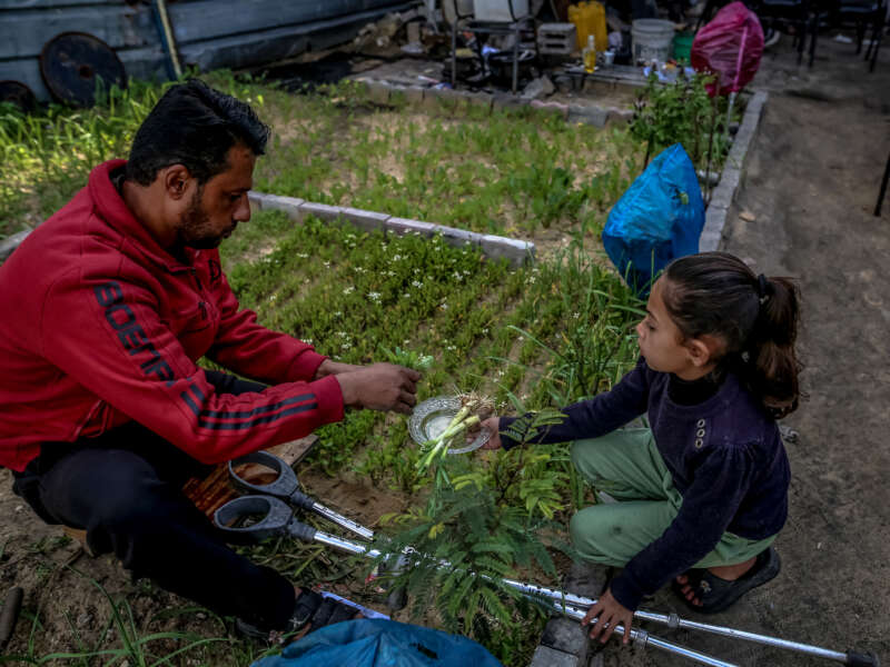 A Palestinian man and a young girl in Gaza work in a garden together, next to a pair of crutches