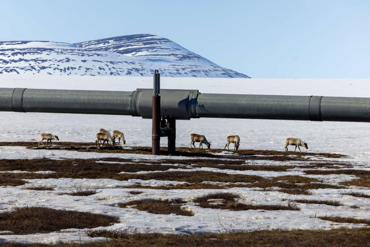 Caribou graze on the tundra by a portion of the Trans Alaska Pipeline System near the Dalton Highway on May 9, 2025, in North Slope Borough, Alaska.