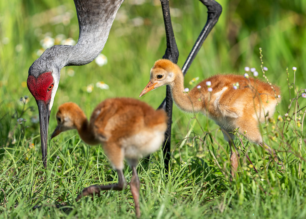 As Federal Government Abandons Wetlands Protection, Localities Become Frontlines