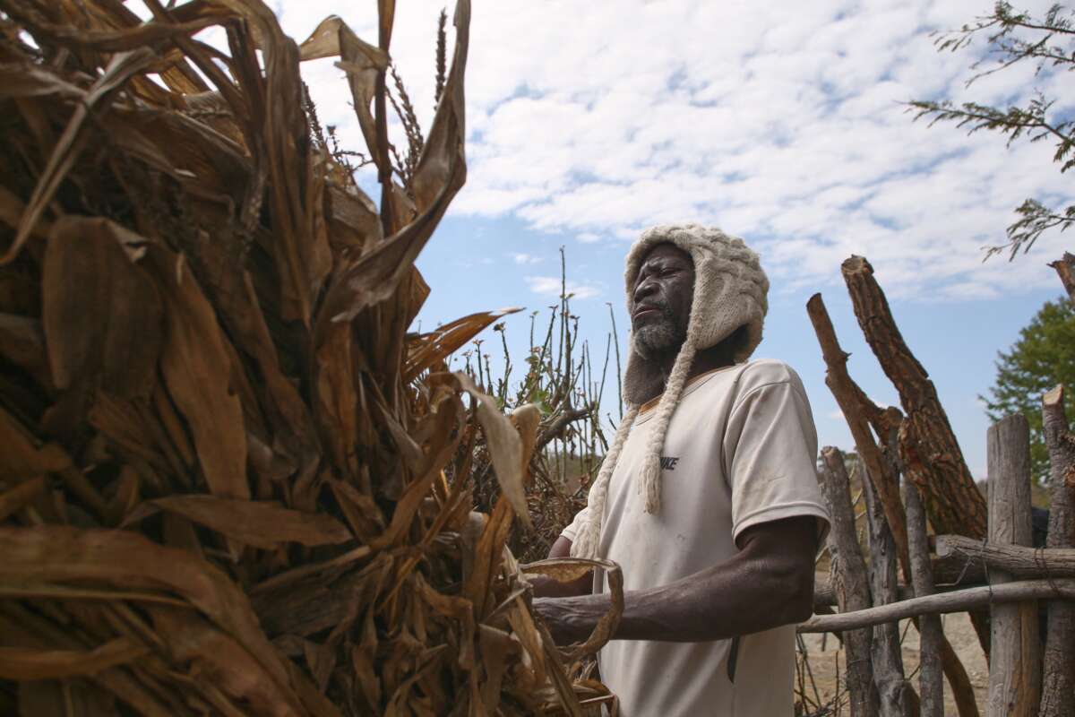 Farmer Takesure Chimbu combs through dry stover, salvaged from a failed maize crop which he hopes to save and feed to his livestock amid an El-Nino-induced drought, in Mudzi, Zimbabwe, on July 2, 2024.