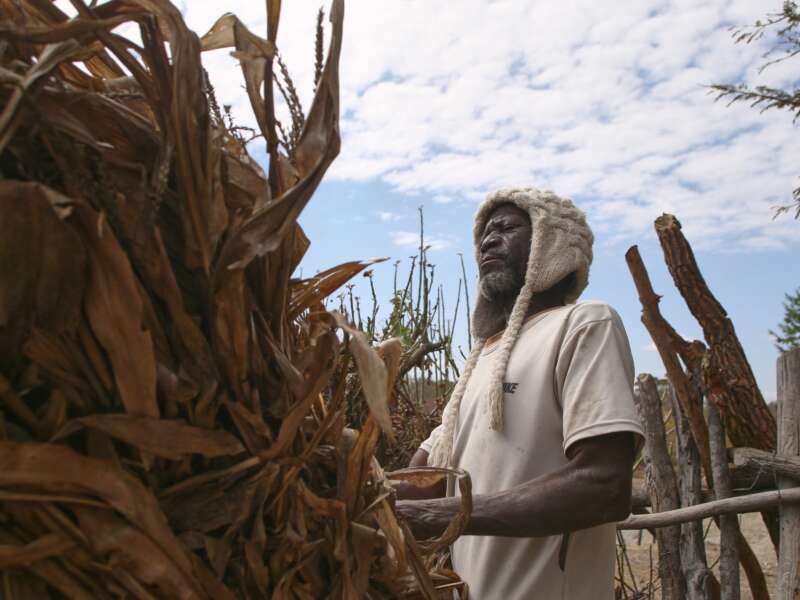 Farmer Takesure Chimbu combs through dry stover, salvaged from a failed maize crop which he hopes to save and feed to his livestock amid an El-Nino-induced drought, in Mudzi, Zimbabwe, on July 2, 2024.
