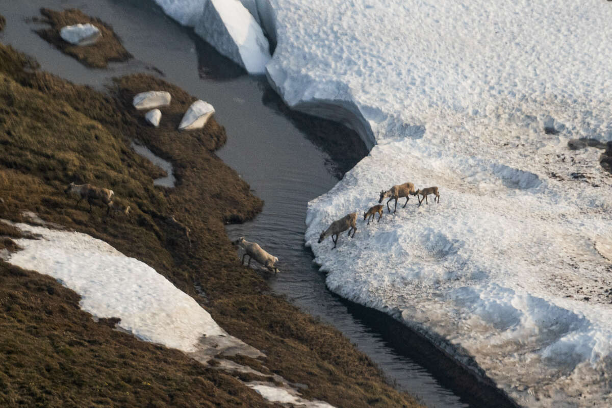 Caribou gather in the Arctic National Wildlife Refuge in Alaska, on June 29, 2024.