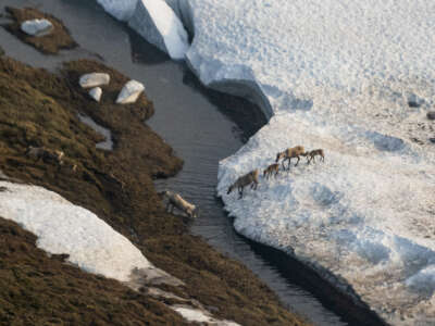 Caribou gather in the Arctic National Wildlife Refuge in Alaska, on June 29, 2024.