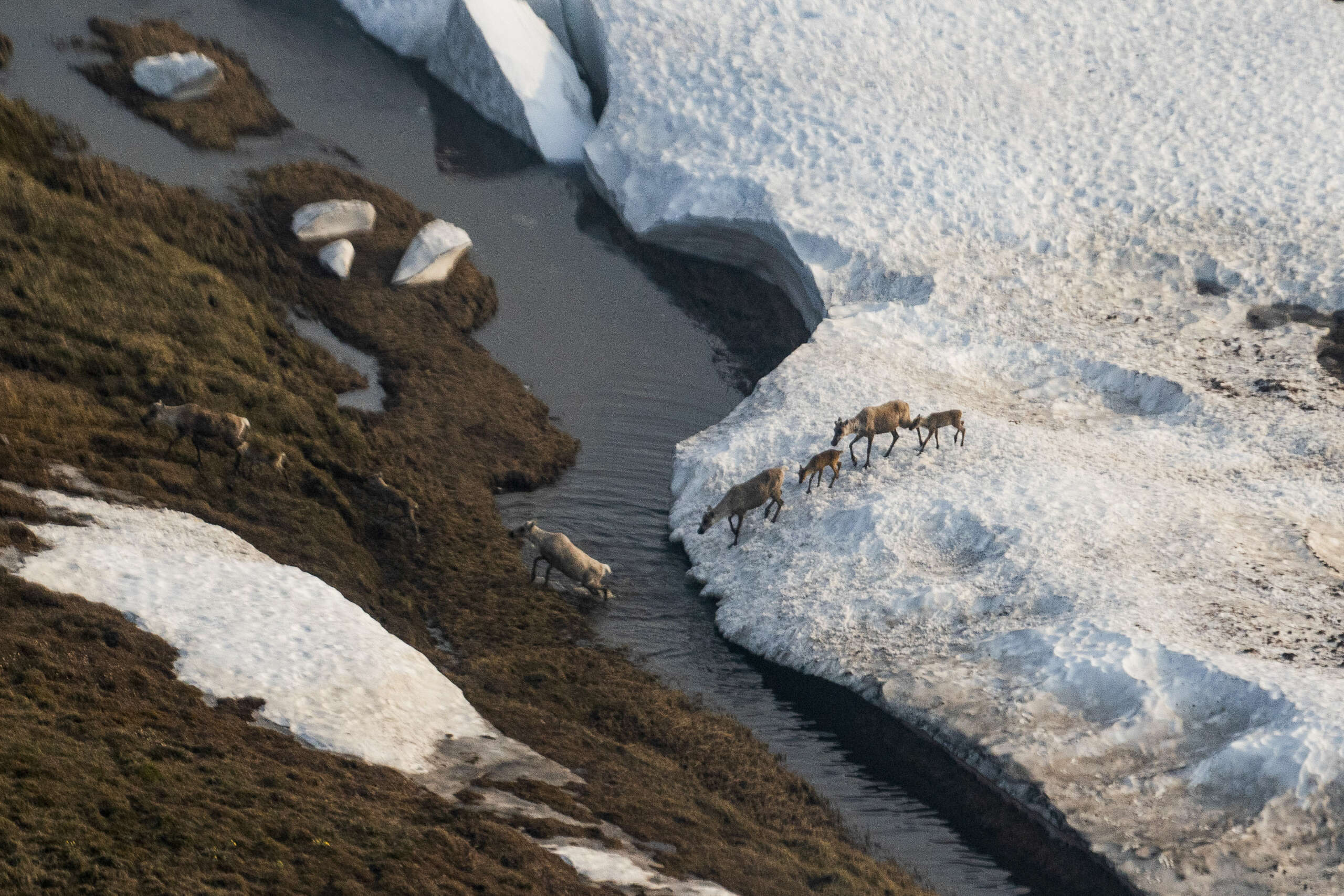 Trump’s Controversial Sale of Arctic Drilling Rights Draws Almost No Interest