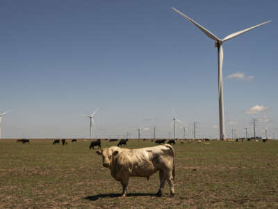 Cows stand in a field near a wind farm along the historic Route 66 on June 7, 2026 in Groom, Texas.