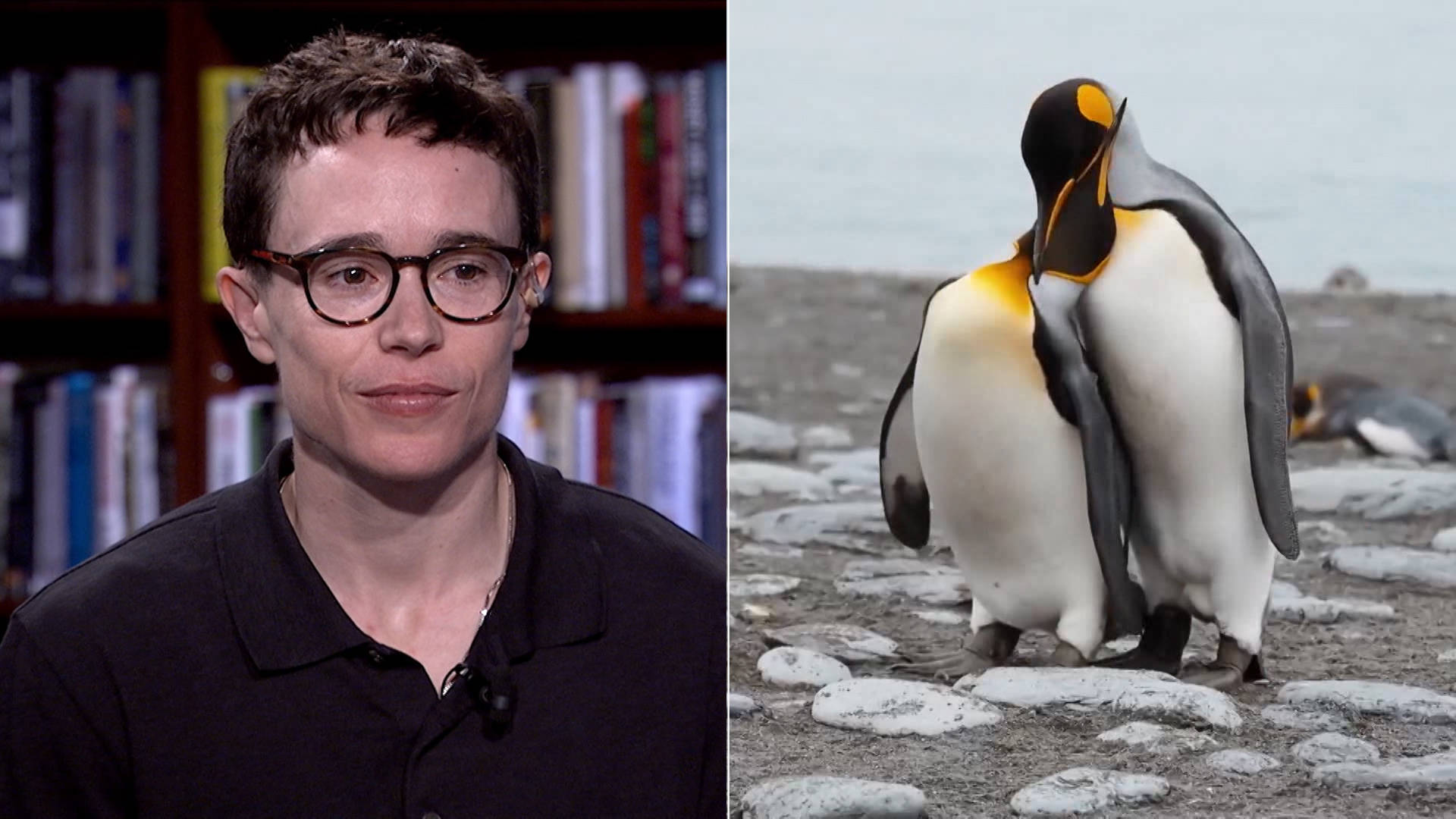 New Documentary Highlights Reality of Gender and Sexual Diversity Across Nature