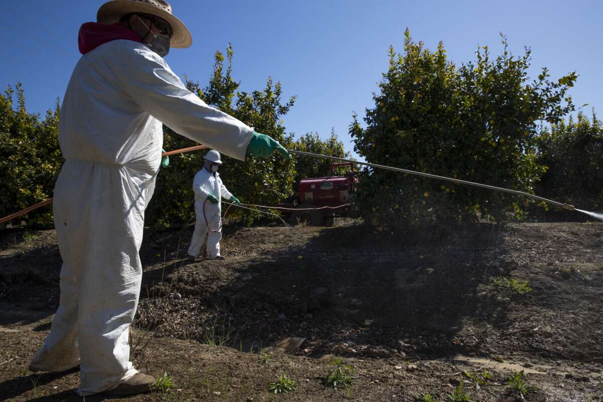 Agricultural laborers spray against insects and weeds inside the orchards of a fruit farm in Mesa, California, on March 27, 2020.