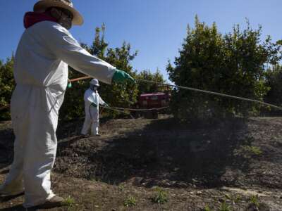 Agricultural laborers spray against insects and weeds inside the orchards of a fruit farm in Mesa, California, on March 27, 2020.