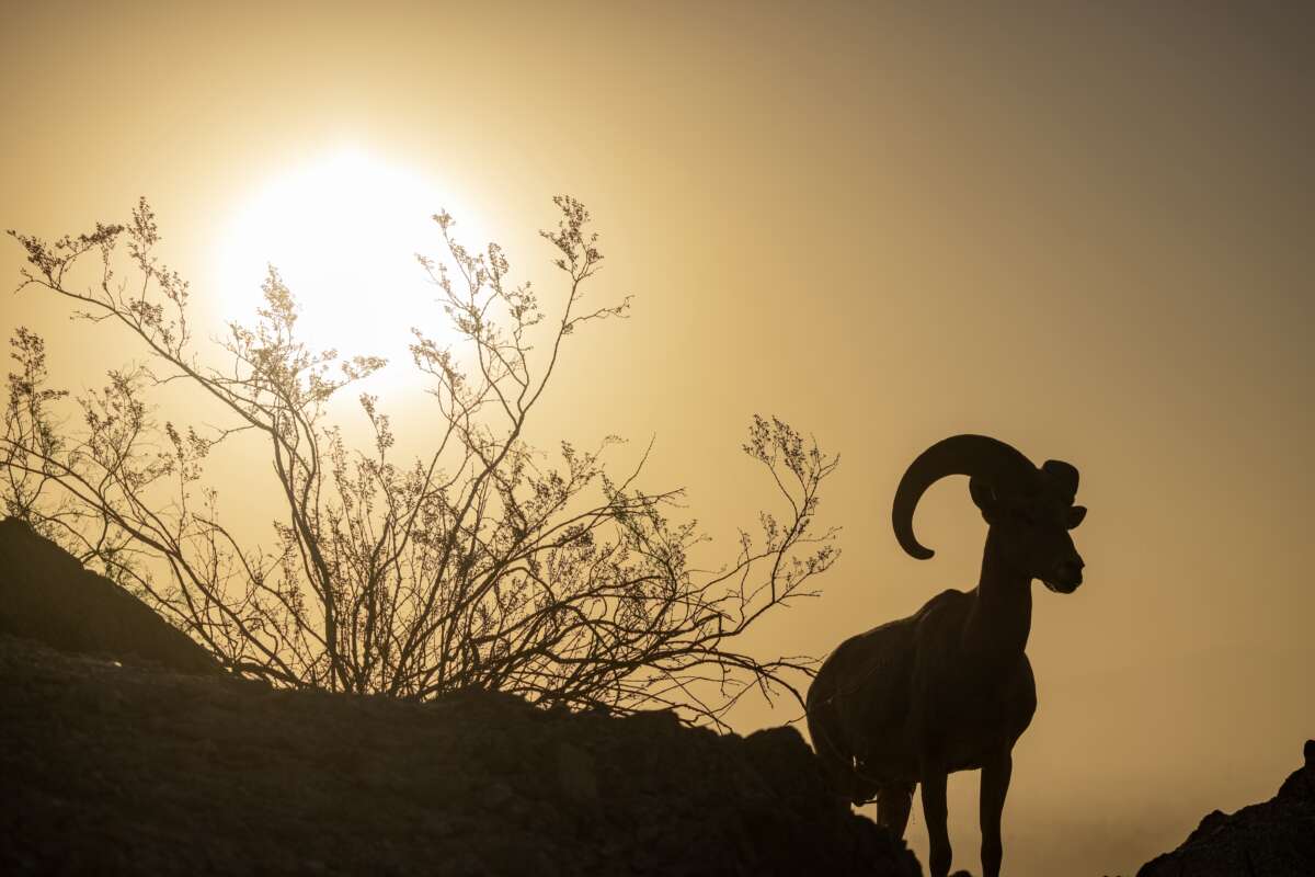 The sun rises behind an endangered desert bighorn ram on August 24, 2023, near Indio, California.