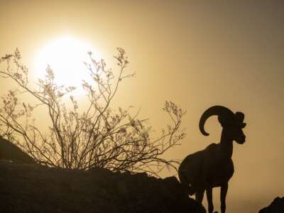 The sun rises behind an endangered desert bighorn ram on August 24, 2023, near Indio, California.