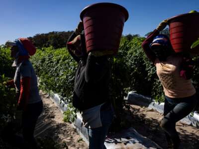 Farmworkers during a tomato picking on November 22, 2023, in Immokalee, Florida.