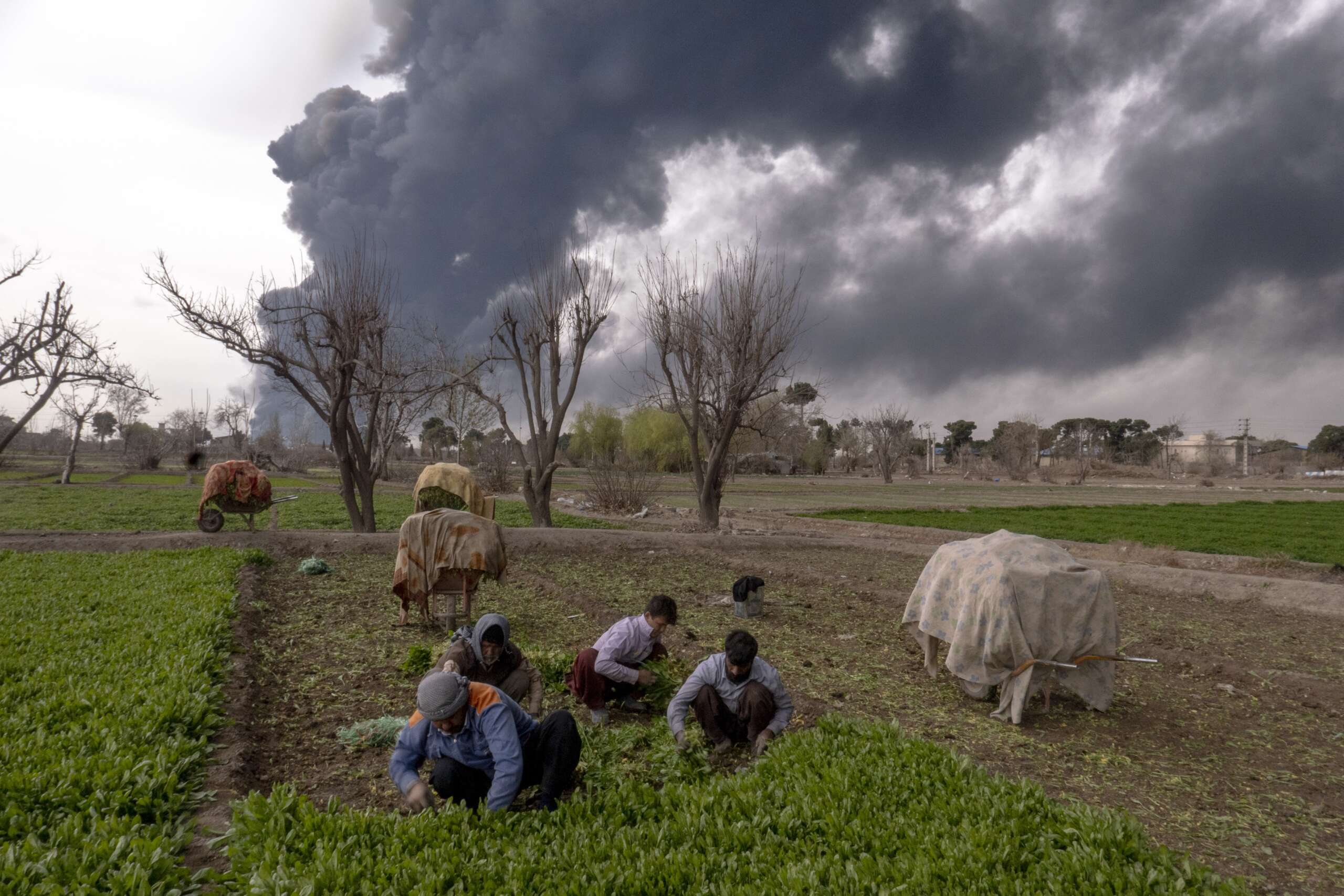 truthout.org - Kourosh Ziabari - US-Israeli Bombing Has Harmed Iran's Wildlife, Farms, and Water Supply
