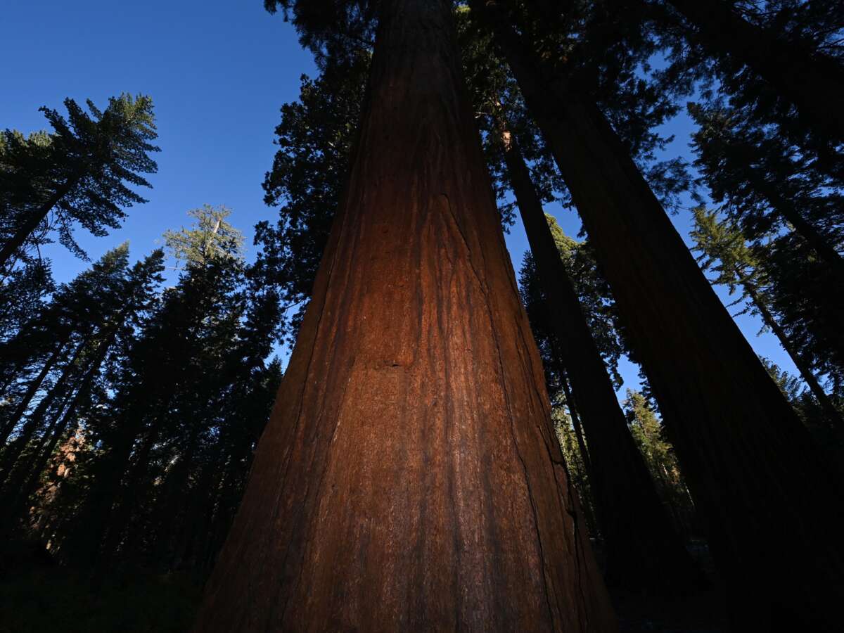 Trump Administration Proposes Land Swap in Yosemite National Park for Real Estate Development