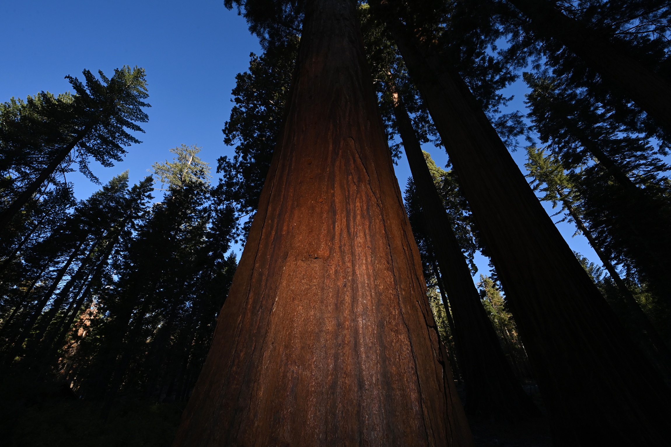 truthout.org - Chris Walker - Trump Admin Eyes Deal to Give Away Yosemite Park Land to Real Estate Firm