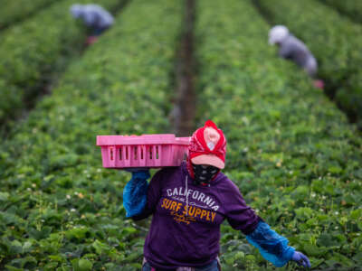 A farmworker works in a strawberry field on June 12, 2025, in Oxnard, California.