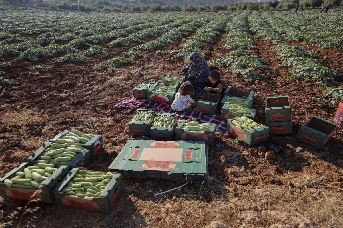 Members of the Wazwaz family sort and arrange faqous cucumbers in cardboard boxes during the harvest in the village of Qalqas, south of Hebron, in the occupied West Bank, on June 25, 2026.