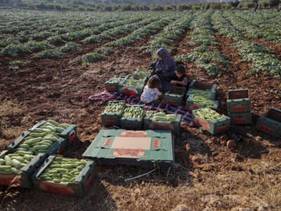 Members of the Wazwaz family sort and arrange faqous cucumbers in cardboard boxes during the harvest in the village of Qalqas, south of Hebron, in the occupied West Bank, on June 25, 2026.