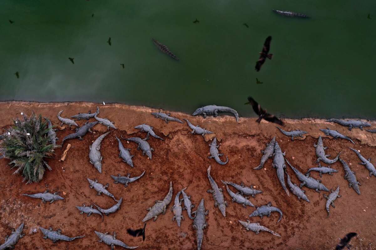 Dozens of crocodiles are seen in an inactive farm in the Jordan Valley near the Israeli Petzael settlement in the West Bank on January 18, 2021. Hundreds of crocodiles were stranded in a farm after an Israeli businessmen lost his business as Israel passed a law in 2012 defining the crocodile as a protected animal.