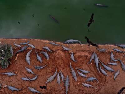 Dozens of crocodiles are seen in an inactive farm in the Jordan Valley near the Israeli Petzael settlement in the West Bank on January 18, 2021. Hundreds of crocodiles were stranded in a farm after an Israeli businessmen lost his business as Israel passed a law in 2012 defining the crocodile as a protected animal.