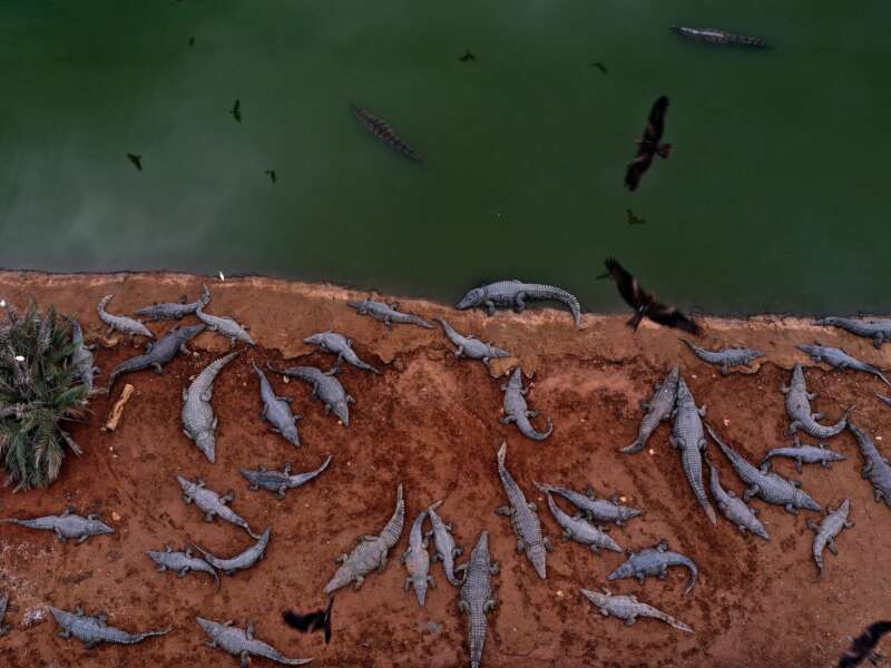Dozens of crocodiles are seen in an inactive farm in the Jordan Valley near the Israeli Petzael settlement in the West Bank on January 18, 2021. Hundreds of crocodiles were stranded in a farm after an Israeli businessmen lost his business as Israel passed a law in 2012 defining the crocodile as a protected animal.