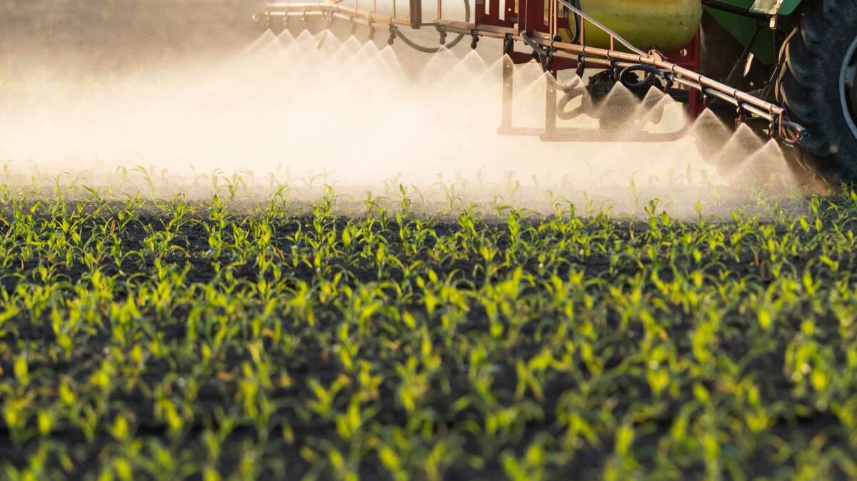 A tractor spraying pesticides in a corn field.