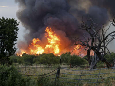 Flames from the Ross fire burn brush on August 25, 2026, near Palo Pinto, Texas. As of September 4, only 38 percent of the fire has been contained.