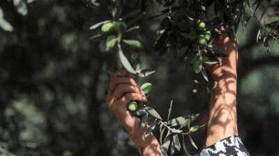 A Palestinian female volunteer helps farmers pick olives during the harvest season in a field in Gaza City on September 30, 2026.