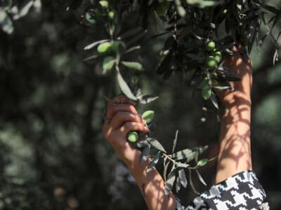 A Palestinian female volunteer helps farmers pick olives during the harvest season in a field in Gaza City on September 30, 2026.
