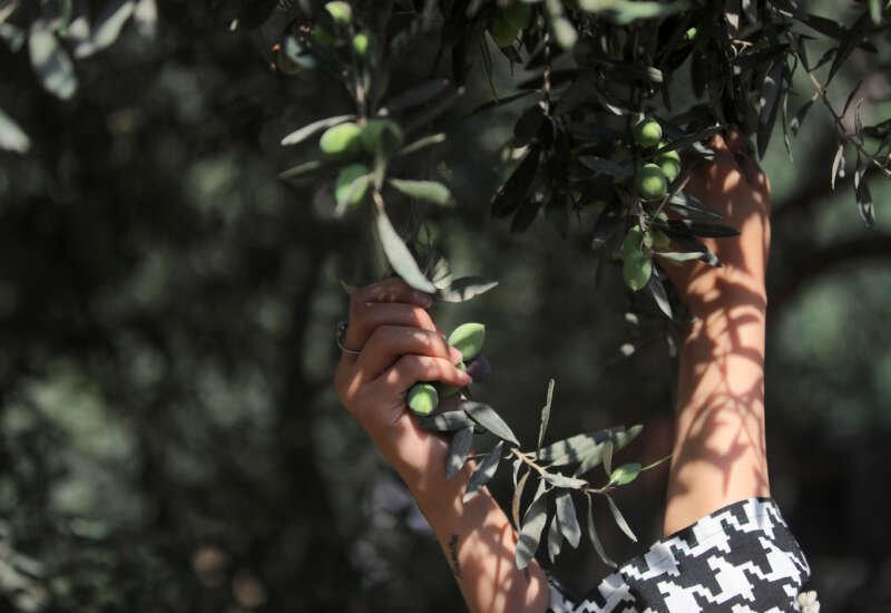 A Palestinian female volunteer helps farmers pick olives during the harvest season in a field in Gaza City on September 30, 2026.