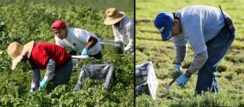 Migrant farm workers bend over double to harvest with short knives. Photos by David Bacon.