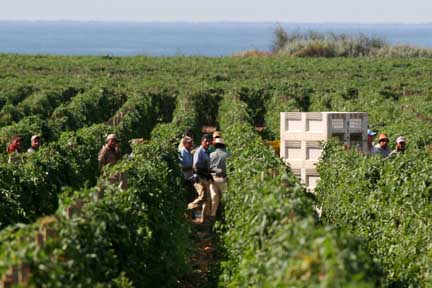 Migrant farm workers walking through rows at farm. Photo by David Bacon.