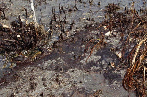 Oiled sand and marsh grass, Casse-Tete Isle, Louisiana, August, 16, 2010.