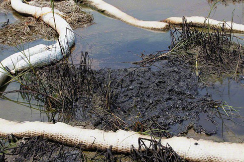 Oiled soil within inland lagoon, West Timbalier Isle, Louisiana, August 16, 2010.