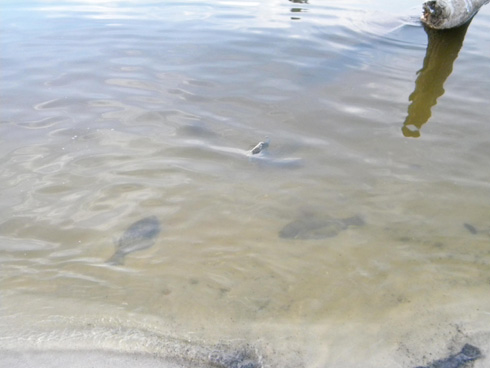 Dead founder amongst fish kill. August 6, 2010. (Photo: Shirley Tillman)