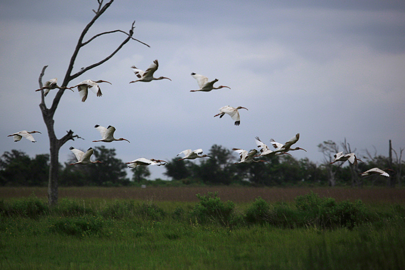 A flock of birds over Louisiana wetlands. Photo by Erika Blumenfeld.
