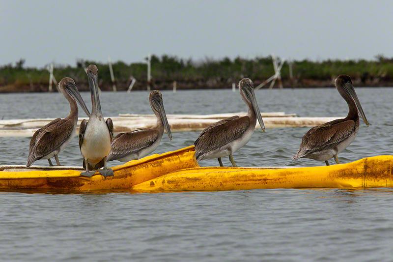 Birds on boom. Boom contaminated with oil is abundant.