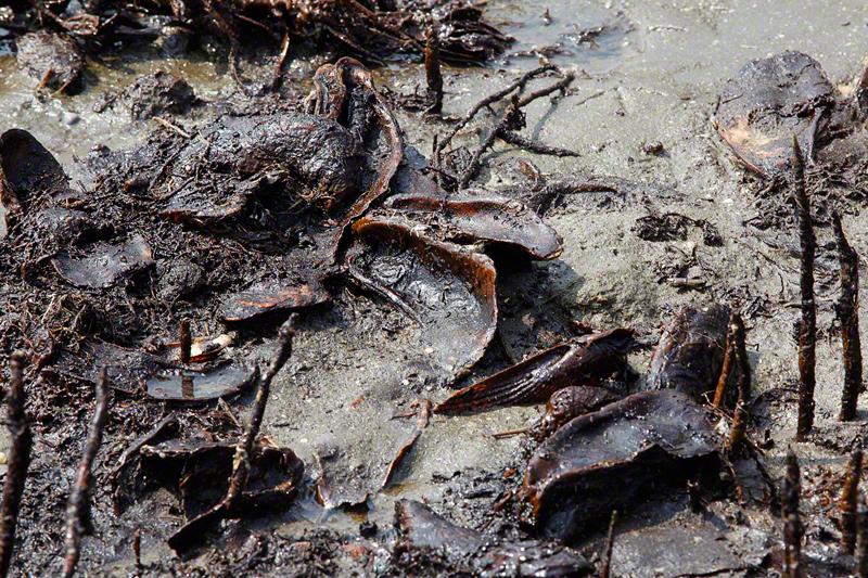 Tide pools filled with brown oil and sheen.