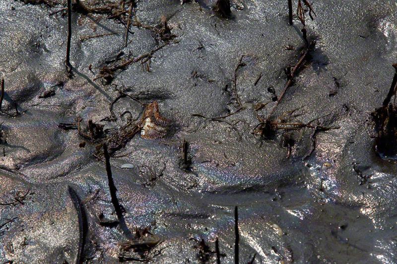 Tide pools filled with brown oil and sheen.