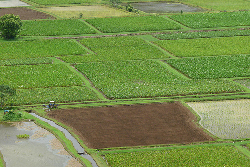 Kauai Fresh green house.