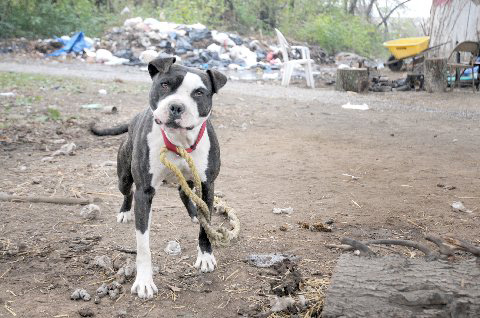 There are dogs everywhere tied to ropes or locked inside structures at Tent City. Photo: John Mottern
