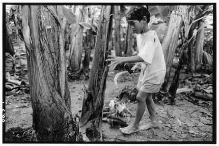 San Jose Campostela, Mindanao, Philippines - Alan Algoso is 9 years old, in the third grade. He  works cutting the dead leaves from banana trees in the fields of the Soyapa Farms banana plantation, which  sells  bananas to Dole.
