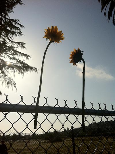 Sunflowers